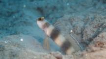 Shrimp Goby Guards Hole In Sand