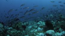 Blue Streaked Fusiliers Swim Over A Coral Reef