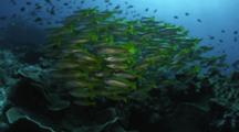 School Of Fish, Possible Yellow Tail Snapper