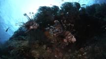 Pair Of Lion Fish Swim Along A Reef