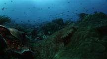 Wobbegong Shark On A Coral Reef