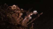Ornate Ghost Pipefish Hides In Crinoid