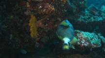 Titan Or Giant Triggerfish Feeds On Coral Reef