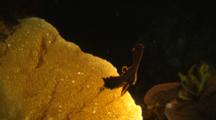 Juvenile Pinnate Or Long-Finned Bat Fish Travels Over Reef