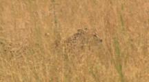 Cheetah Stalking Through High, Dry Scrub 