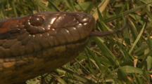 Amazon: Close-Up Of Crawling Anaconda