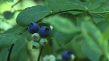 Highbush Blueberry Moves In Wind