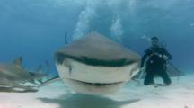 Tiger Shark Swims Directly At Camera, Opens Mouth, Camera Inside Mouth