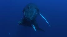 Head-On Shot, Humpback Mother Hovers With Calf Underneath Her