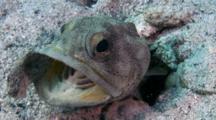 Jawfish Removing A Rock From Its Burrow With Its Mouth