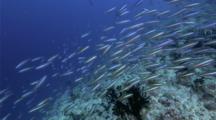 4k | Fish School Swim Over Reef | Maldives