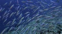4k | Fish School Swim Over Reef | Maldives