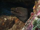 Reveal Moray Eel Dramatic Colorful 