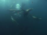 Sea Lions Chase Swirling Sardine Baitball