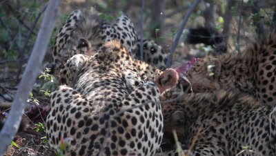 Group of Cheetah hunting
