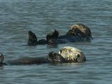 Sea Otter Males Resting In Elkhorn Slough