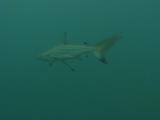 Blacktip Shark (Carcharhinus Limbatus)