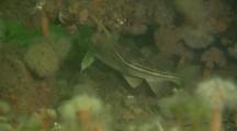 Baltic Sea Cod (Gadus Morhua) Hiding In Ship Wreck