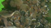 Blue Mussel (Mytilus Edulis) Colony On Ship Wreck