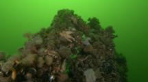 Plumose Anemones (Metridium Senile) And Blue Mussel (Mytilus Edulis) On Ship Wreck