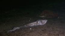 Amphipods Feeding On Baltic Sea Cod, Gadus Morhua