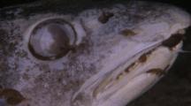 Amphipods Feeding On Baltic Sea Cod, Gadus Morhua