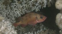 Norway Redfish (Sebastes Viviparus) Hiding In Cold Water Coral Reef (Lophelia Pertusa)