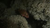 Noway Redfish (Sebastes Viviparus) Hiding In Cold Water Coral Reef (Lophelia Pertusa)
