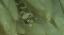 Juvenile Copper Rockfish (Sebastes Caurinus) Hiding In Egg Capsules Of Opalescent Squid, Market Squid (Loligo Opalescens)