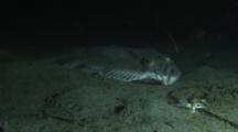 Starry Flounder (Platichthys Stellatus) Attacked By Spotted Ratfish (Hydrolagus Colliei)