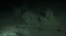 Starry Flounder (Platichthys Stellatus)