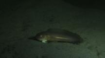 Showy Snailfish, Liparis Pulchellus