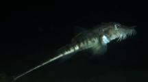 Sturgeon Poacher (Podothecus Accipenserinus) Swimming