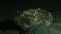 Buffalo Sculpin (Enophrys Bison)