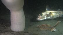 Spotted Ratfish (Hydrolagus Colliei) Passing Sailfin Sculpin (Nautichthys Oculofasciatus)