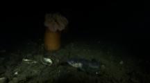 Plainfin Midshipman, Singing Toadfish (Porichthys Notatus) Feeding