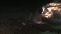 Spotted Ratfish (Hydrolagus Colliei) Passing Plainfin Midshipman, Singing Toadfish (Porichthys Notatus) Feeding