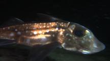 Spotted Ratfish (Hydrolagus Colliei), Rabbit Fish, Chimaera