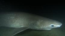 Bluntnose Sixgill Shark, Cow Shark (Hexanchus Griseus)