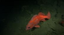 Vermilion Rockfish, Red Snapper, And Red Rock Cod (Sebastes Miniatus)