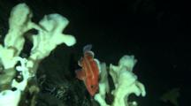 Yelloweye Rockfish (Sebastes Ruberrimus) Juvenile In Deep Water Sponge Reef