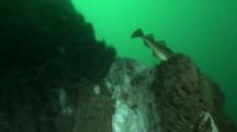 Atlantic Cod (Gadus Morhua) Circling Hydrothermal Vent
