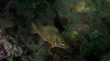 Norway Redfish (Sebastes Viviparus)