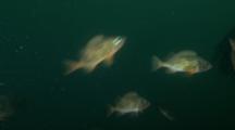 Norway Redfish (Sebastes Viviparus)