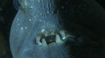 Atlantic Wolffish (Anarhichas Lupus), Seawolf, Atlantic Catfish, Ocean Catfish, Wolf Eel