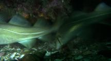 Atlantic Cod (Gadus Morhua) Feeding In Front Of Wolf Eel (Anarhichas Lupus) Den