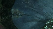 Atlantic Wolffish (Anarhichas Lupus), Seawolf, Atlantic Catfish, Ocean Catfish, Wolf Eel