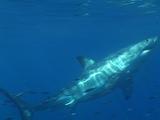 Great White Shark ((Carcharodon Carcharias)