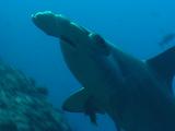 Scalloped Hammerhead Shark (Sphyrna Lewini)