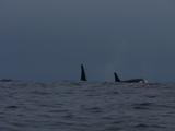 Killer Whales (Orcinus Orca) Socialising